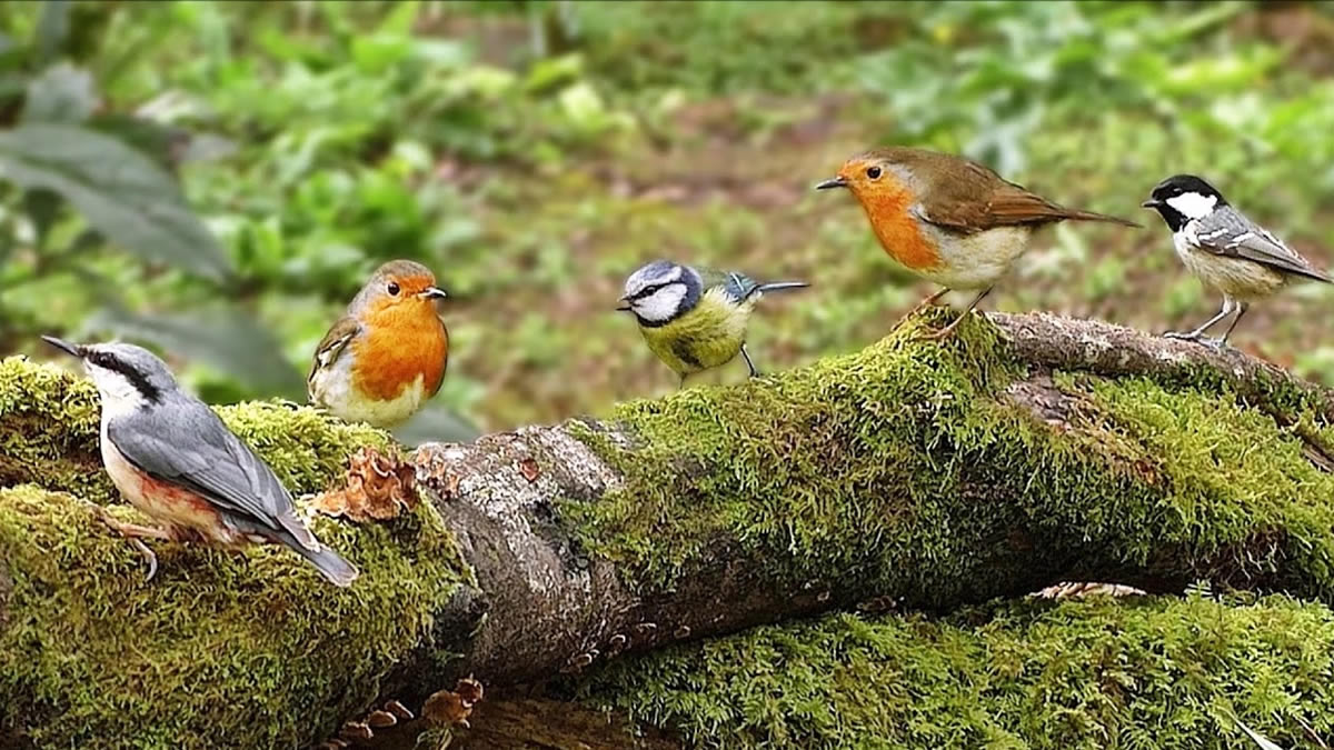 Bird watching